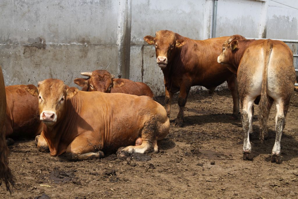 brazylia, ekport mięsa, wołowina, drób