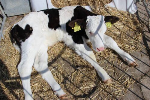 dobrostan zwierząt, ETO, hodowla zwierząt, rolnictwo