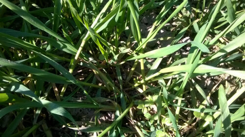 chwasty_oziminy_wiosna