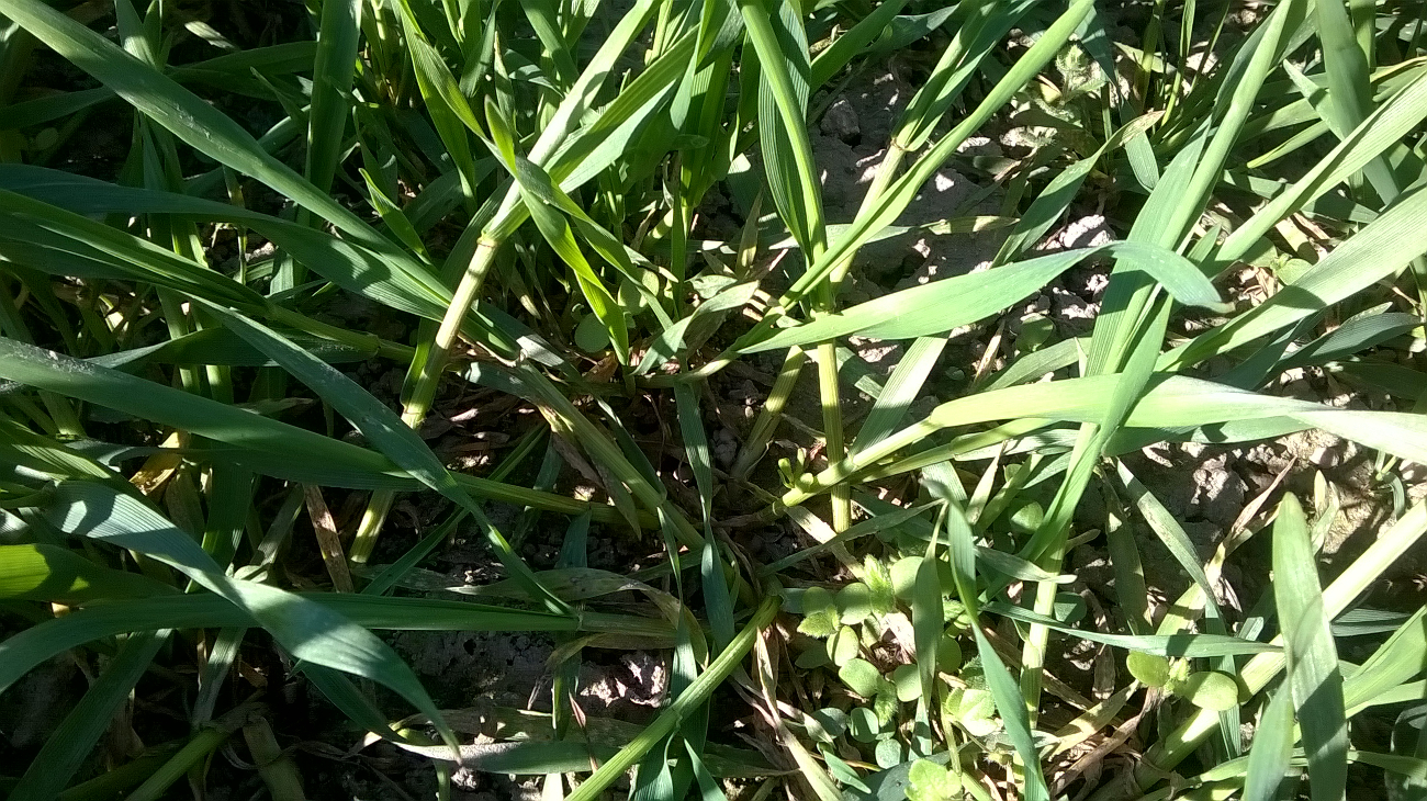 chwasty_oziminy_wiosna