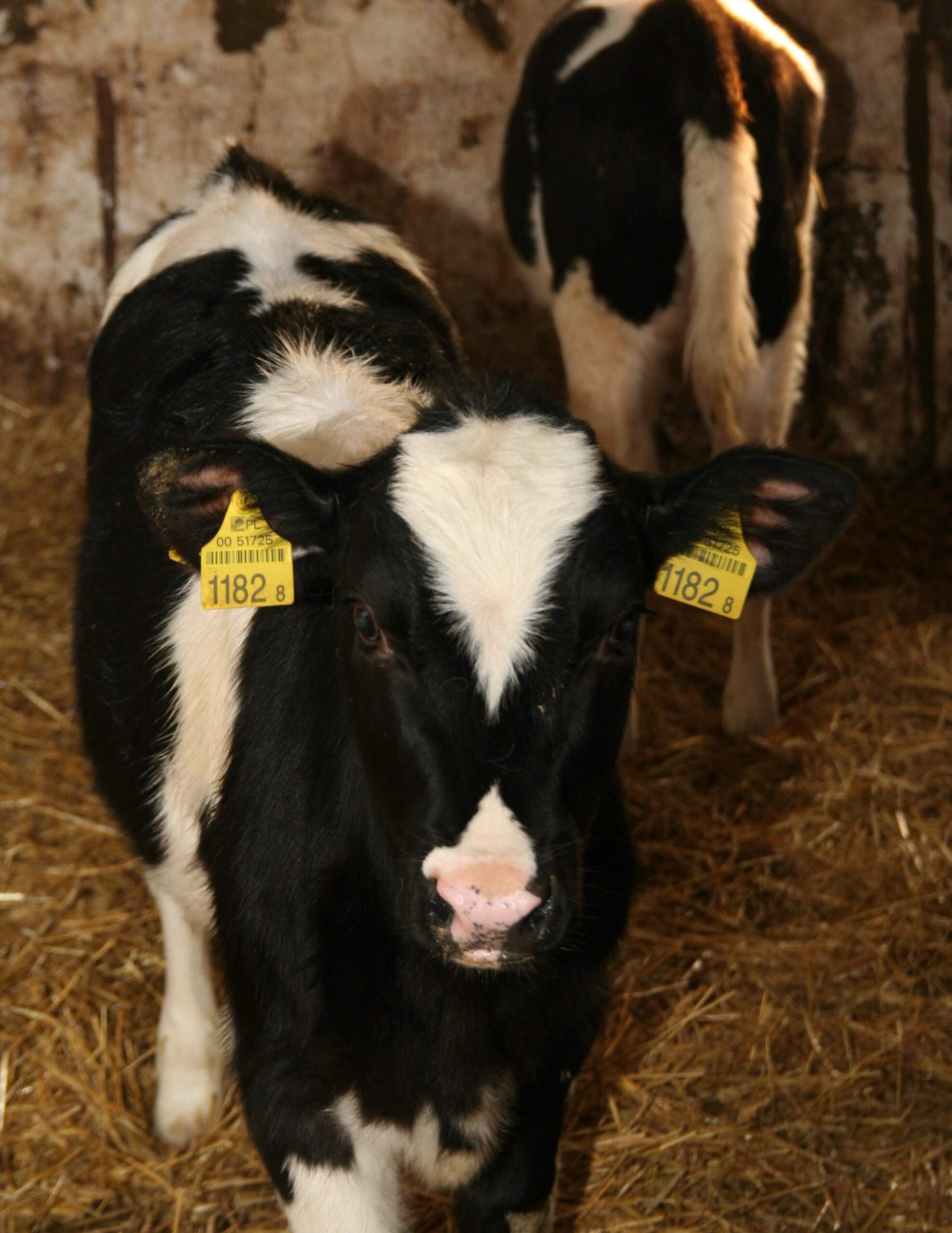 cielaki hodowane przemysłowo, cielęta, Compassion Polska, dobrostan zwierząt