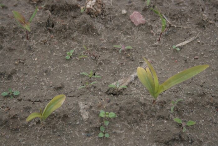 kukurydza_uszkodzenia mrozowe