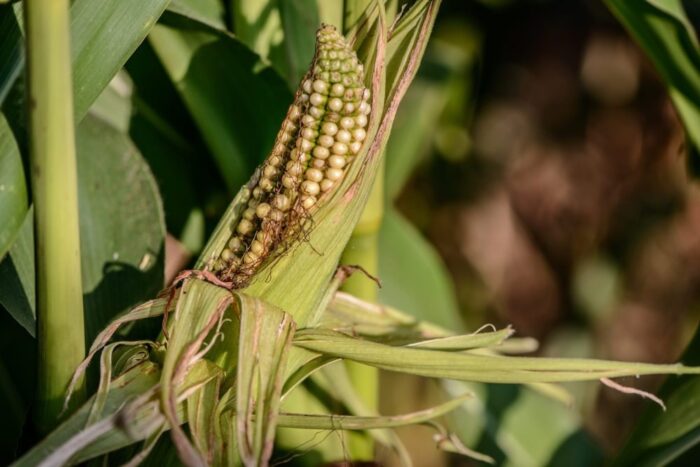 kukurydza gmo, Monsanto, MON87427, NK603xT25