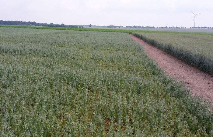 ip, uprawa, piorin, metodyka ip