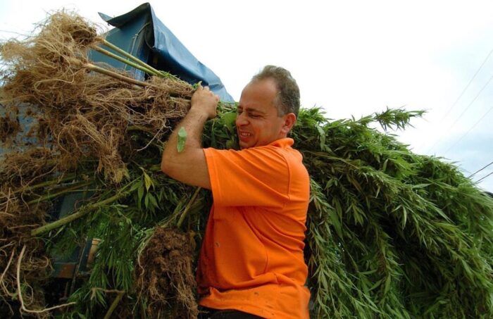 konopie włókniste, mak niskomorfinowy, świętokrzyskie, Sławomir Neugebauer, przemysł włókienniczy