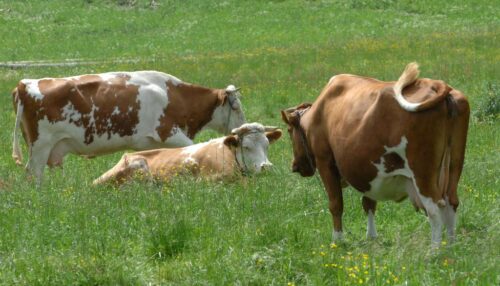 zwalczanie chorób zwierząt, gruźlica bydła, afrykański pomró świń, klasyczny pomór świń