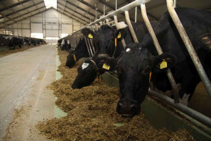 ubezpieczenie upraw rolnych, ubezpieczenie zwierząt gospodarskich,Andrzej Paduszyński, Compensa TU SA Vienna Insurance G