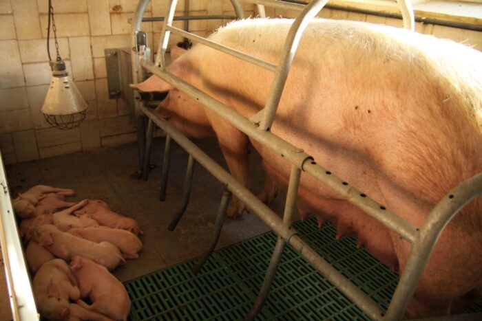 dopłaty dla hodowców krów i świń, dobrostan zwierząt, Europejski Fundusz Rolny, prow 2014-2020