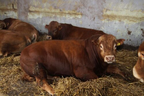 bydło mięsne, opasy, ferma bydła mięsnego, protest mieszkańców