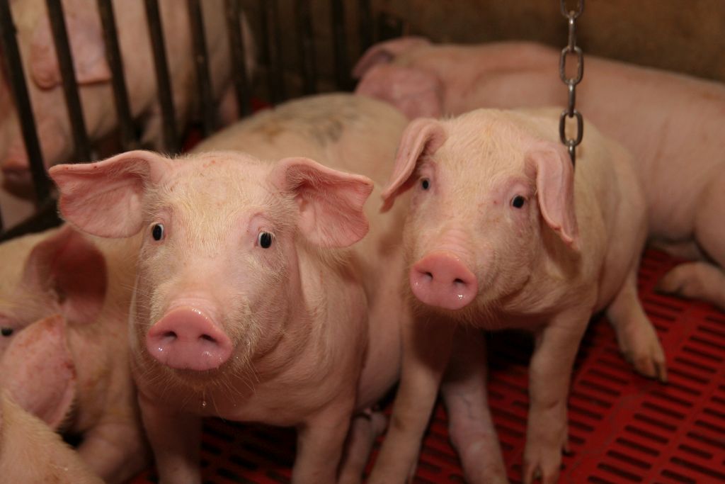 pogłowie, tuczniki, lochy, trzoda chlewna