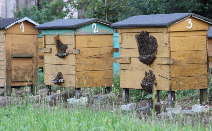 owady, pszczoły, Syngenta, nasiona od Syngenty, bezpłatne nasiona od Syngenty, pszczoły, miód