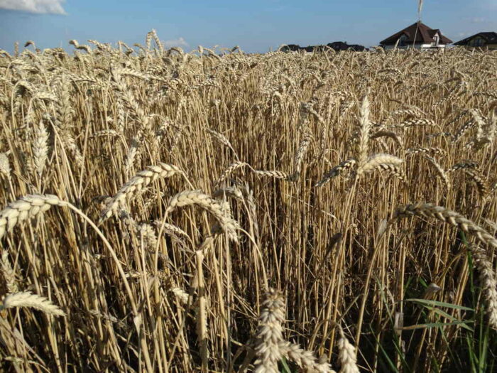 zawartość magnezu, mg, gleba, zasobność, stacje chemiczno-rolnicze, gus