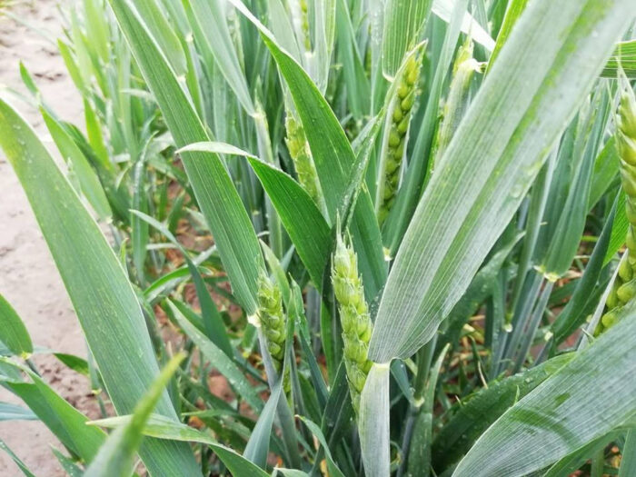 pszenica, kłoszenie