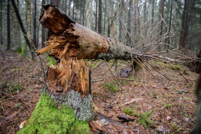 puszcza białowieska, wycinka puszczy białowieskiej, jan szyszko, ministerstwo środowiska, komisja europejska,trybunał ue
