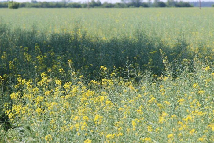 surowce oleiste, rzepak, soja, słonecznik