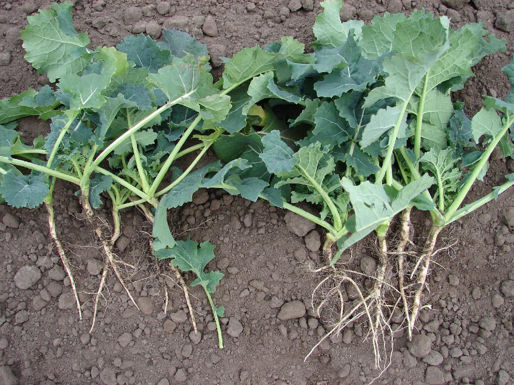 Juliusz Młodecki, Polska Koalicja Biopaliw i Pasz Białkowych, biopaliwa, Adam Stępień