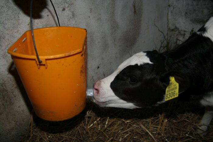 preparat mlekozastępczy, mleko, odchów cieląt