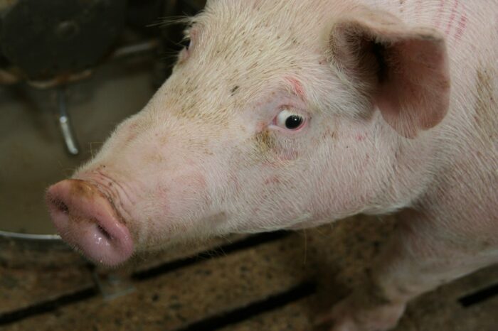 ASF, afrykański pomór świń, trzoda chlewna, świenie, ustawa, zwalczenie ASF