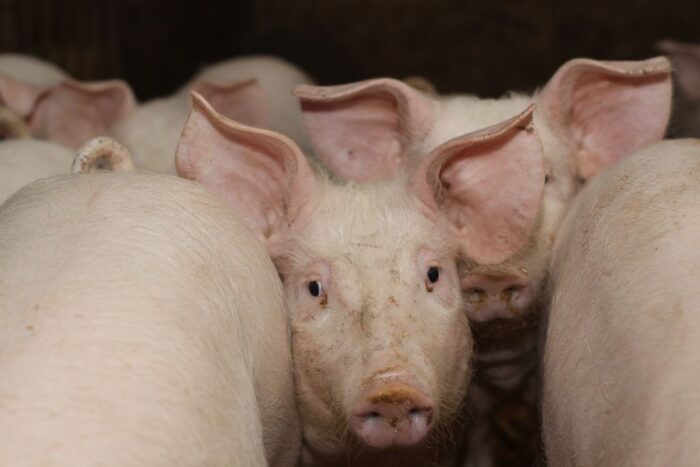 wieprzowina, rynek mięsa, eksport wieprzowiny