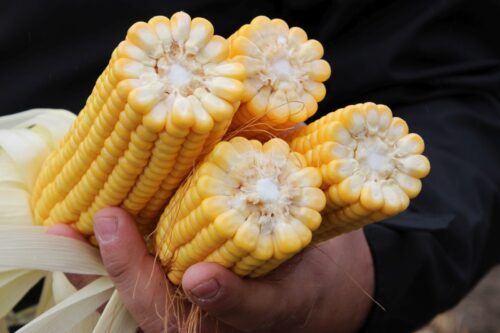 Syngenta, konferencja prasowa, zboża, kukurydza, warzywa, środki ochrony roślin, ChemChina