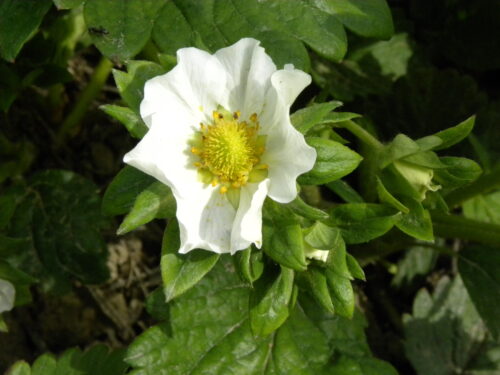 owoce, ceny owoców, przetwory owocowe, Bożena Nosecka, Instytut Ekonomiki Rolnictwa i Gospodarki Żywnościowej