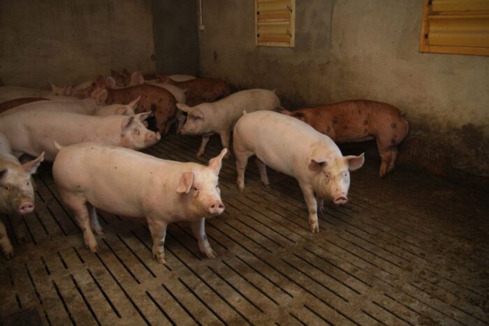 niemcy, tuczniki, trzoda chlewna