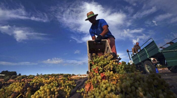 winnice, winobranie, hiszpania, katalonia, wino