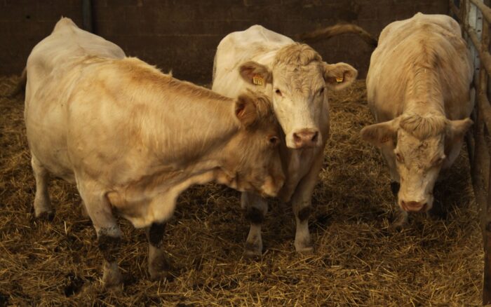 handel mięsem, wołowina, wieprzowina, drób