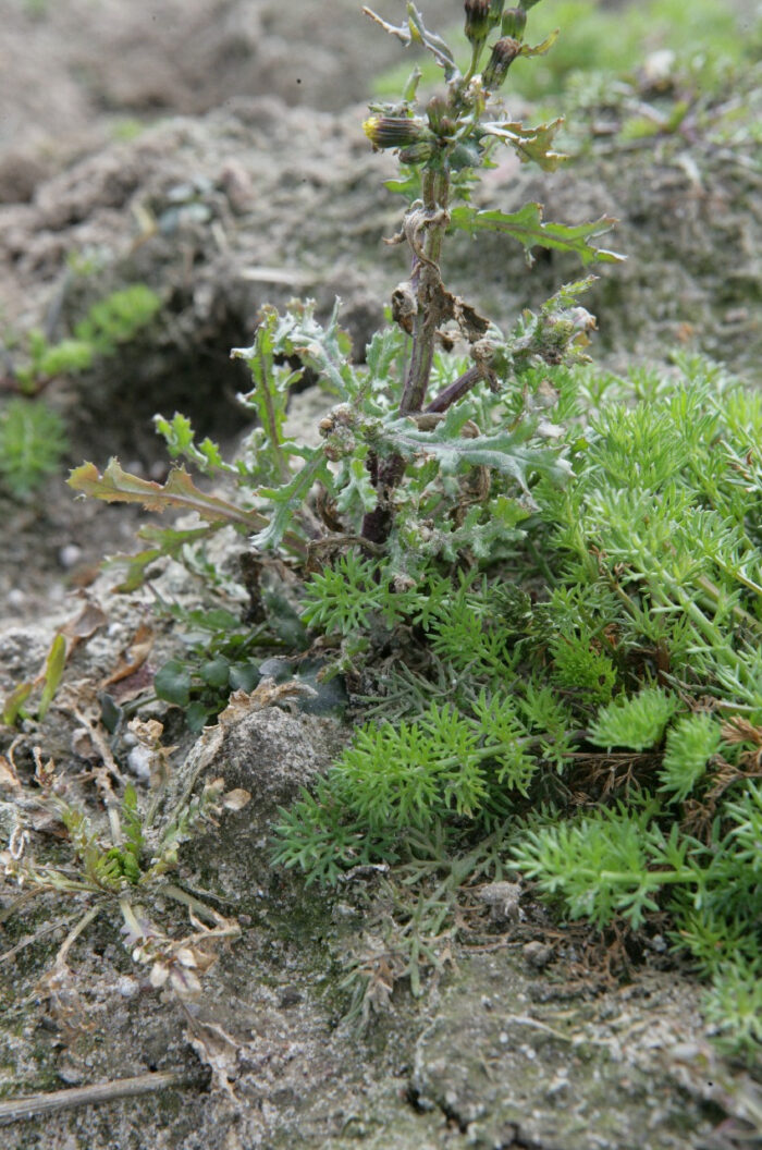 zachwaszczenie_jesien