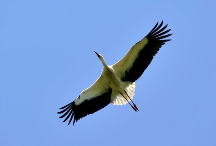 Podlaski Szlak Bociani liczy 412,5 km