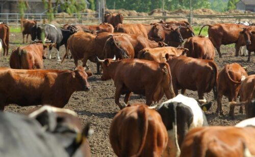 wołowina, jerzy wierzbicki, mariusz białek