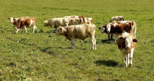 chów przemysłowy zwierząt, stowarzyszenie otwarta klatka, Alicja Czerwińska