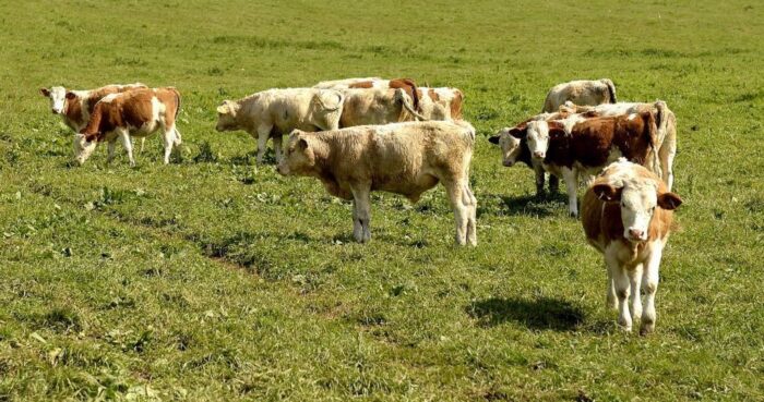 chów przemysłowy zwierząt, stowarzyszenie otwarta klatka, Alicja Czerwińska