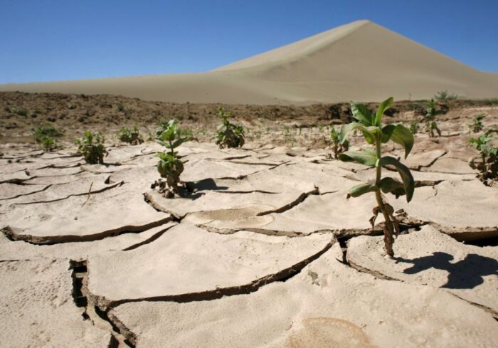 Rośliny posiadające wadliwy gen ICARUS1 przestają rosnąć, gdy było zbyt ciepło