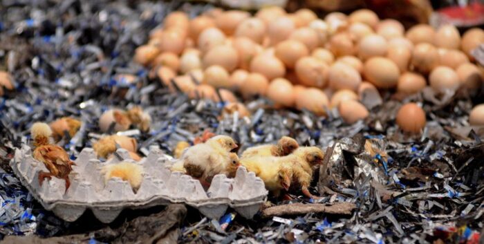 bułgaria, chaskowo, kurczaki