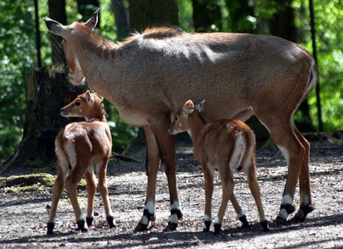 suhak, kazachstan, bakteria Pasteurella multocida