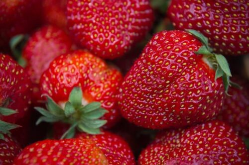 truskawka, owoce, Janusz Andziak, Bożena Nosowska