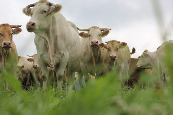 blonde d'aquitaine, bydło mięsne, wołowina, Francja