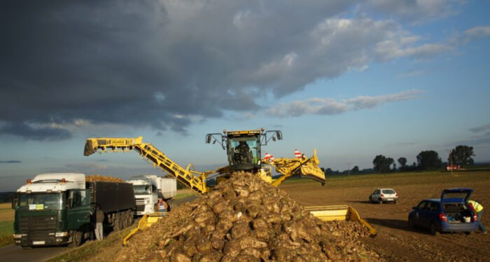 buraki cukrowe, cukier, produkcja, uprawa buraków, ministserstwo rolnictwa, Krzysztof Jurgiel