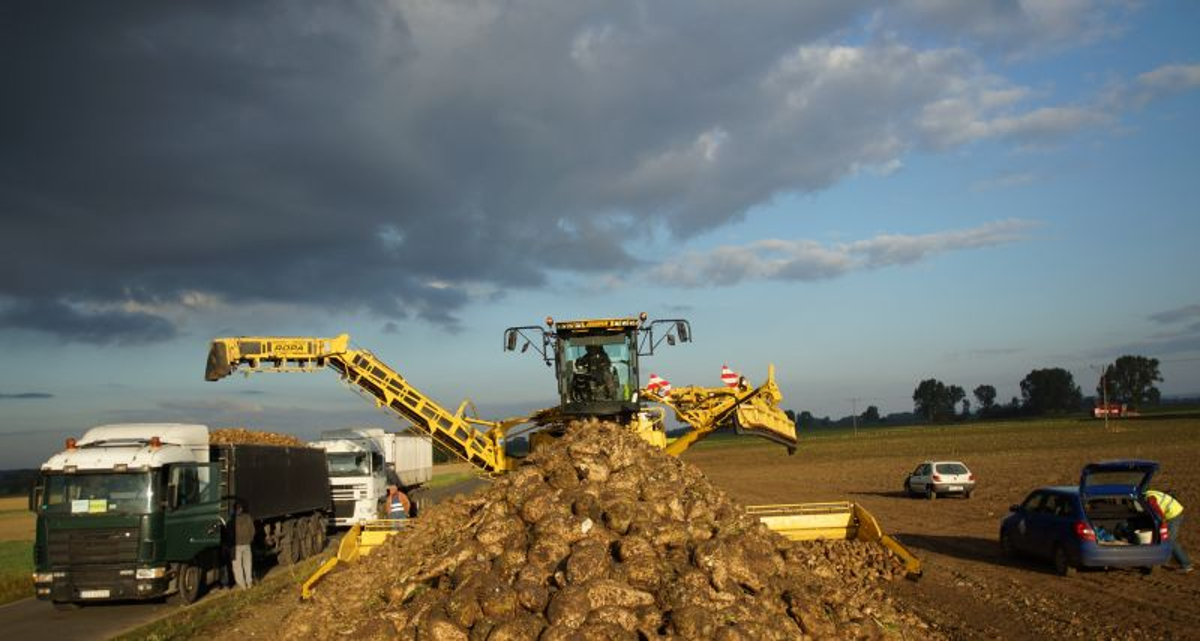 buraki cukrowe, cukier, produkcja, uprawa buraków, ministserstwo rolnictwa, Krzysztof Jurgiel