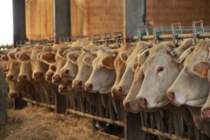 produkcja mięsa w ue, produkcja drobiu, produkcja wieprzowiny, produkcja wołowiny