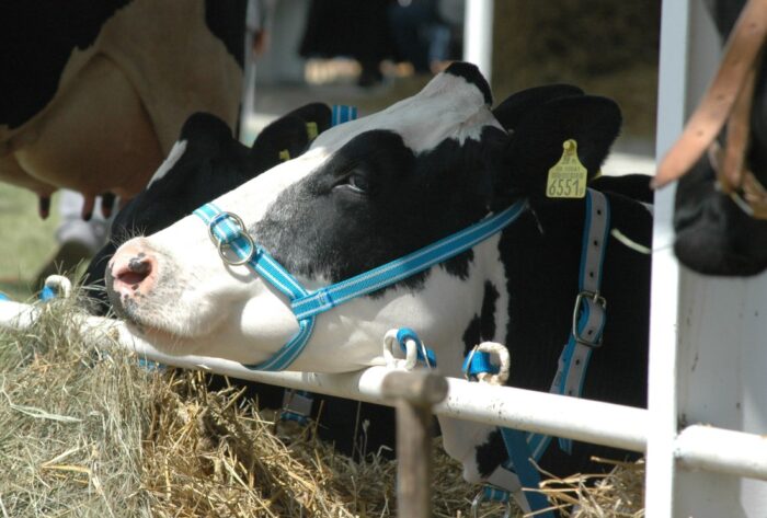 krowa, bydło, hodowla