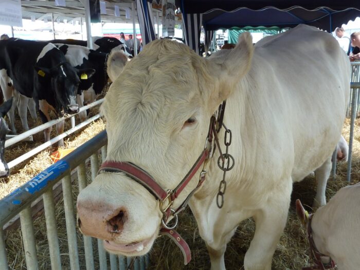 brazylia, ekport mięsa, wołowina, drób