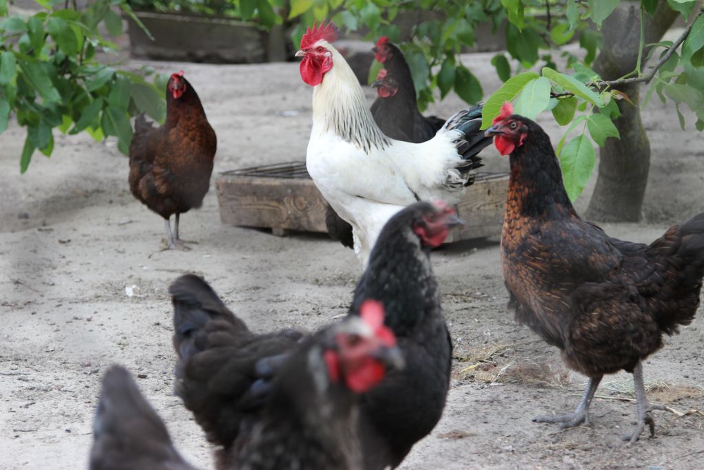 produkcja drobiu, rynek mięsa, komisja europejska