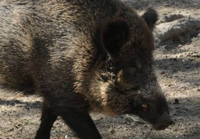 lasy państwowe, sklepy lasów państwowych, konrad tomaszewski, dziczyzna, jagody, grzyby, przetwory