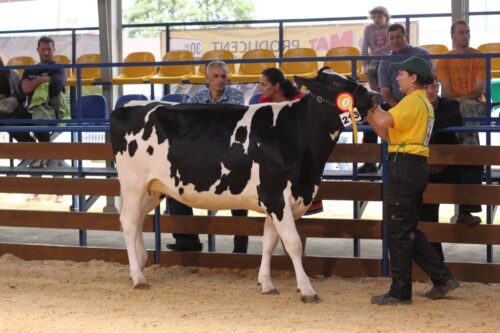 fitting, krowy mleczne, jałówki, wystaw, oprowadzanie