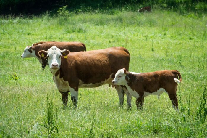 hereford, buhajki, sekcja, PZHiPBM