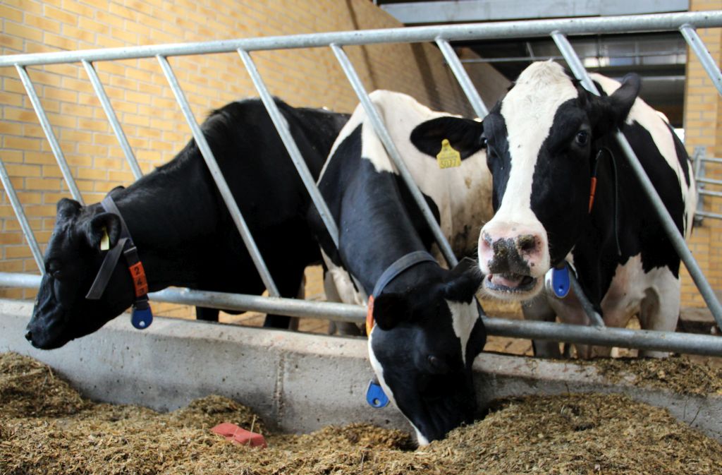 efektywna produkcja, zysk hodowców, bydło mleczne