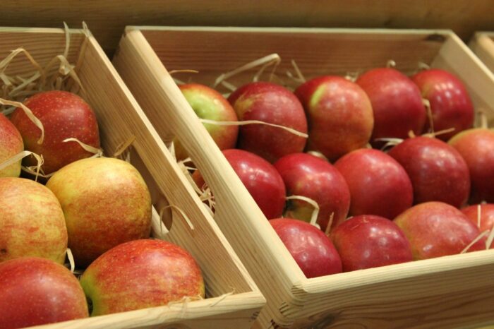 owoce, zbiory owoców, jabłka, Eberhard Makosz, Towarzystwo Rozwoju Sadów Karłowatych