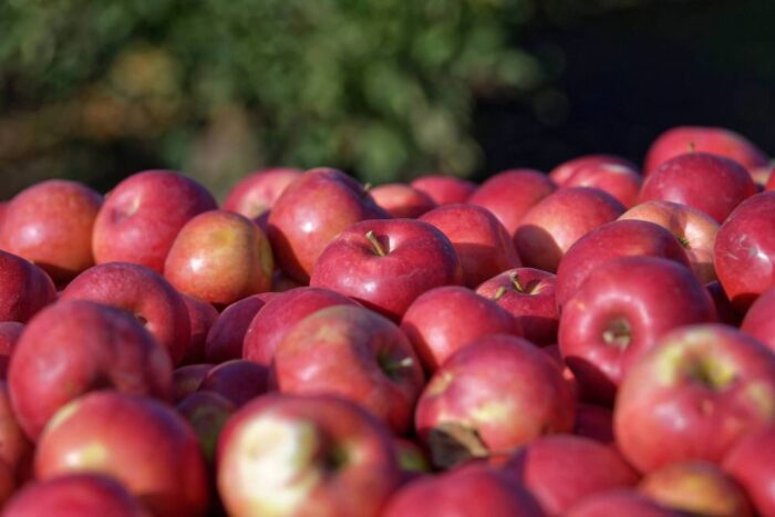 eksport jabłek na tajwan, sadownictwo, giorin, tajwan, jabłka